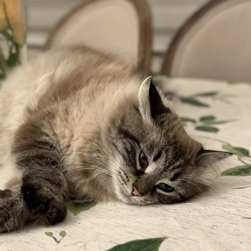 Kiki